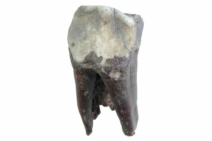 Fossil Woolly Rhino (Coelodonta) Tooth - Siberia #370925